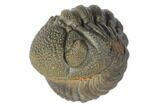Wide, Bumpy Enrolled Morocops Trilobite #125149-1
